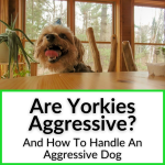 Are Yorkies Aggressive