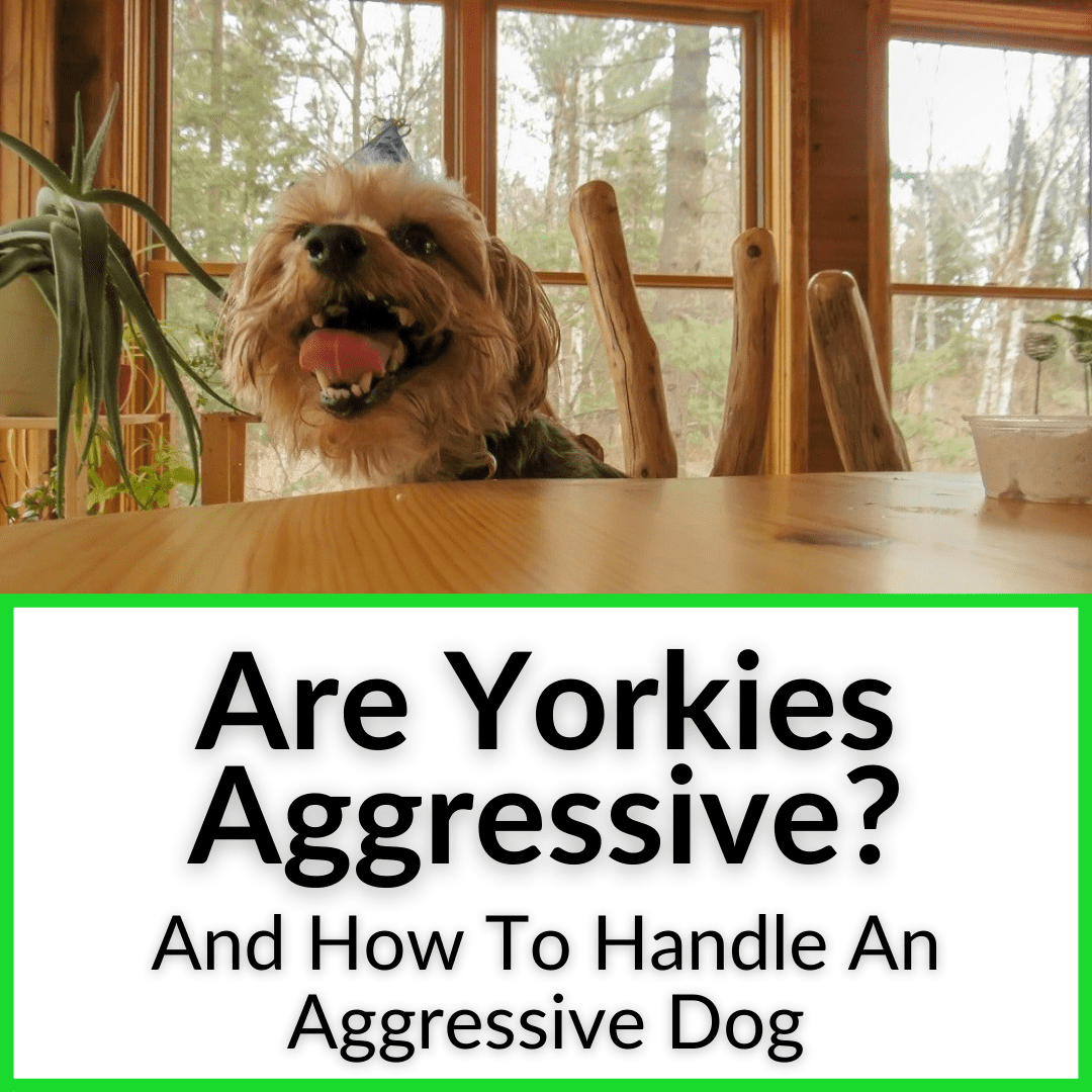 Are Yorkies Aggressive? (And How To Handle An Aggressive Dog)