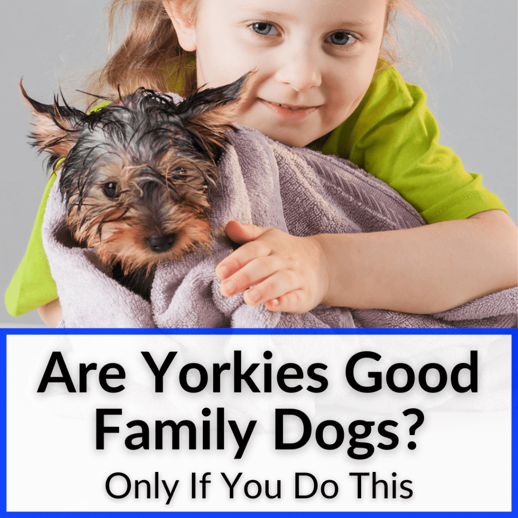 Are Yorkies Good Family Dogs? (Only If You Do This)