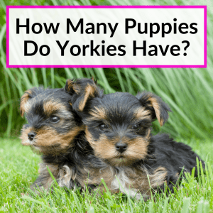 How Many Puppies Do Yorkies Have