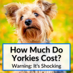 How Much Do Yorkies Cost