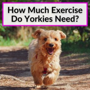 How Much Exercise Does A Yorkie Need