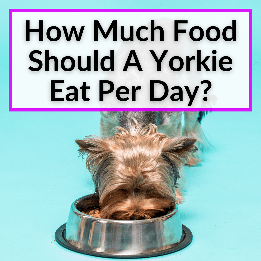 How Much Food Should A Yorkie Eat Per Day? - Yyorkie