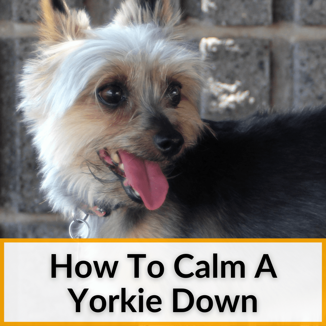 How To Calm A Yorkie Down (Simple, Effective Techniques)