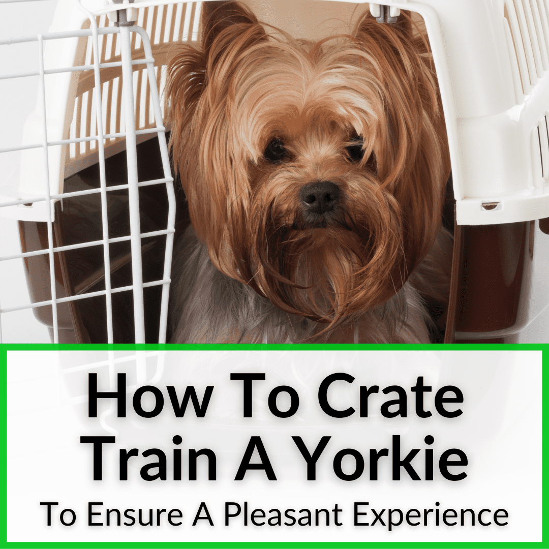 How To Crate Train A Yorkie
