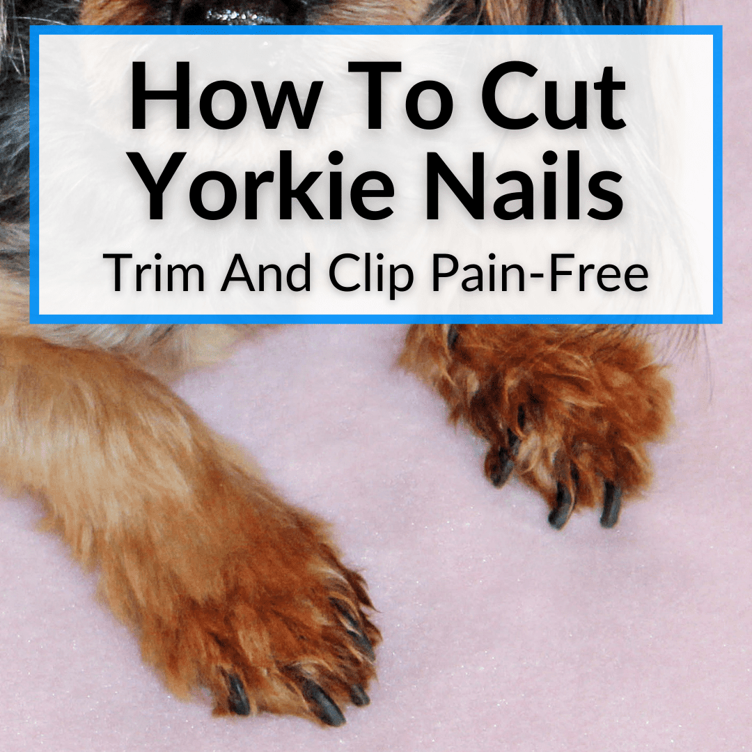 How To Cut Yorkie Nails