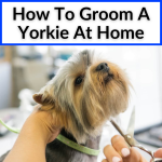 How To Groom A Yorkie At Home