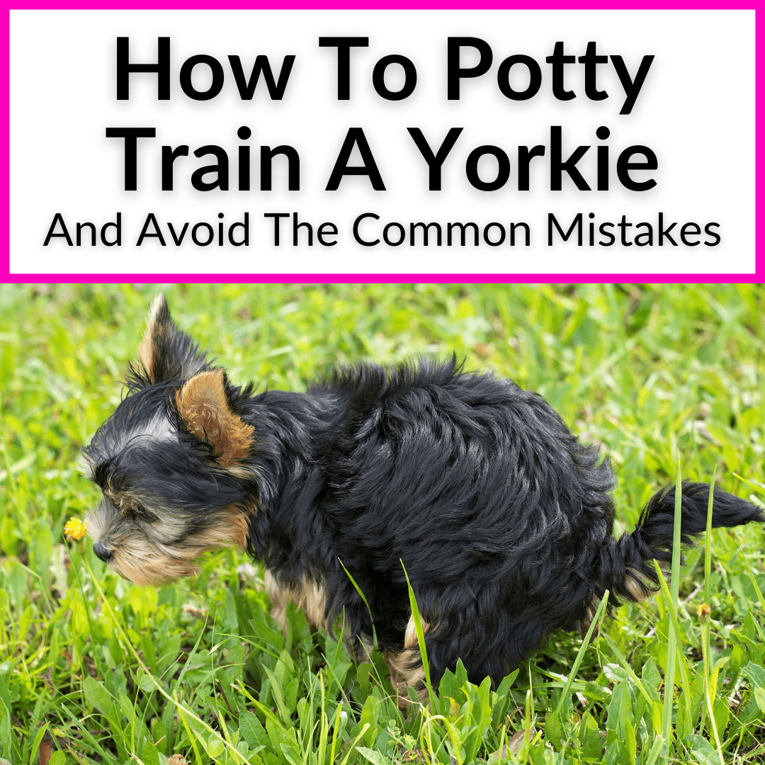 How To Potty Train A Yorkie Puppy (And Avoid The Common Mistakes)
