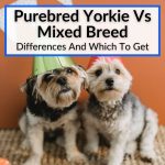 Purebred Yorkie Vs Mixed Breed