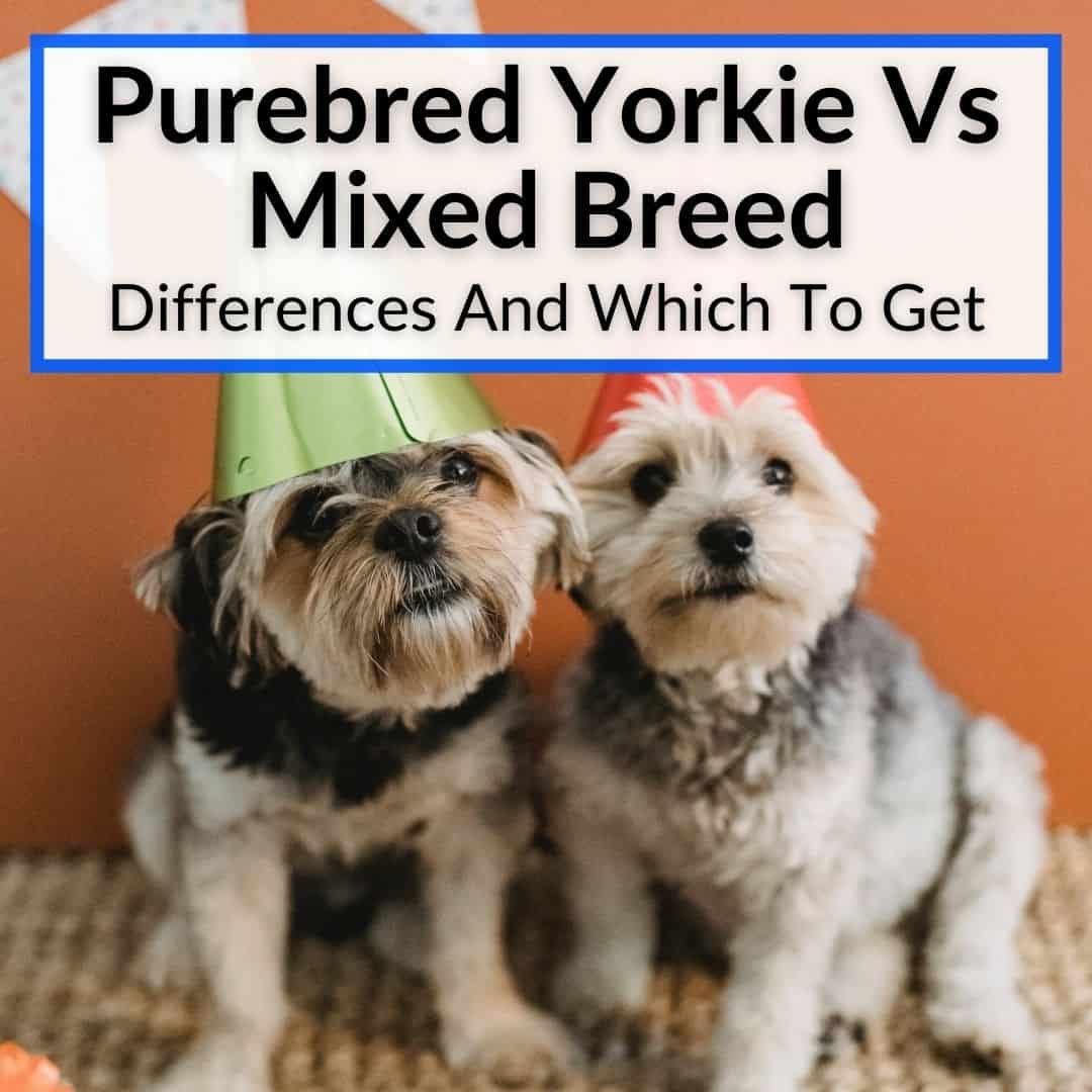 Is My Yorkie A Purebred