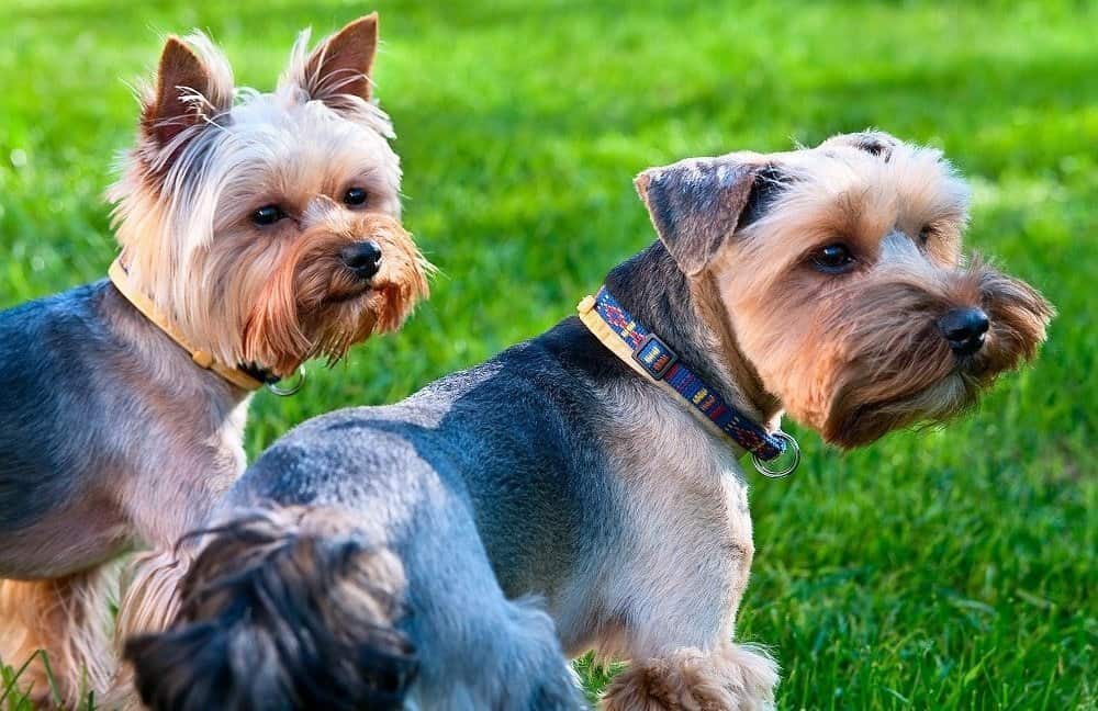 two yorkshire terriers
