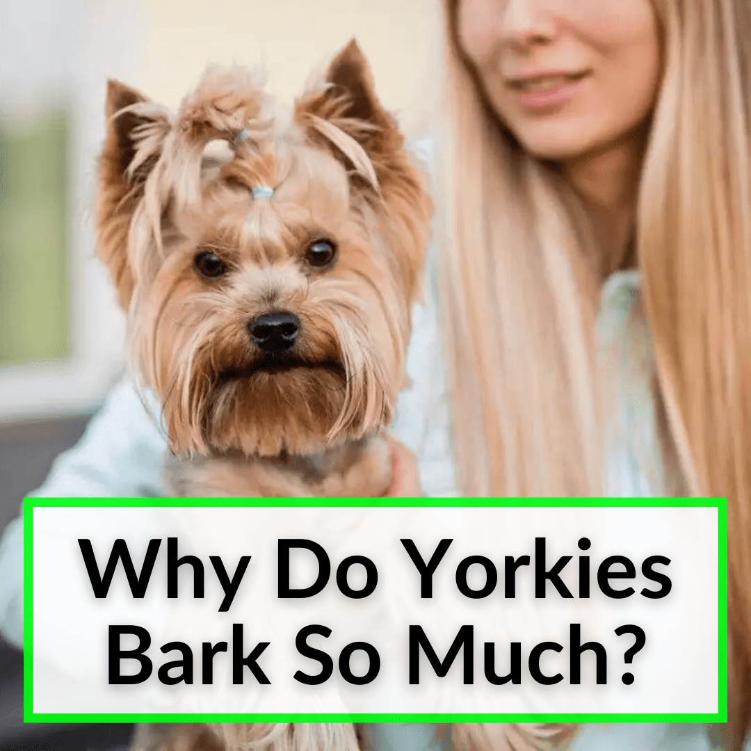 Why Do Yorkies Bark So Much
