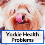 Yorkie Health Problems