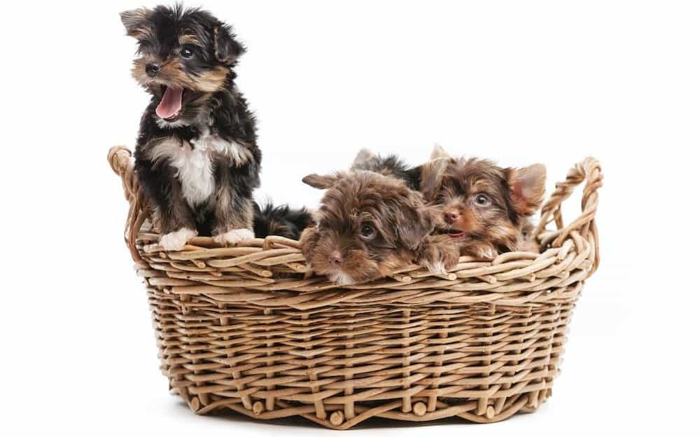 How Many Puppies Can A Yorkie Have