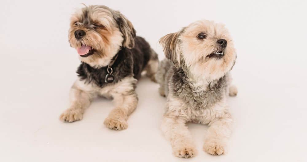 How To Cut Yorkie Nails (Trim And Clip PainFree)