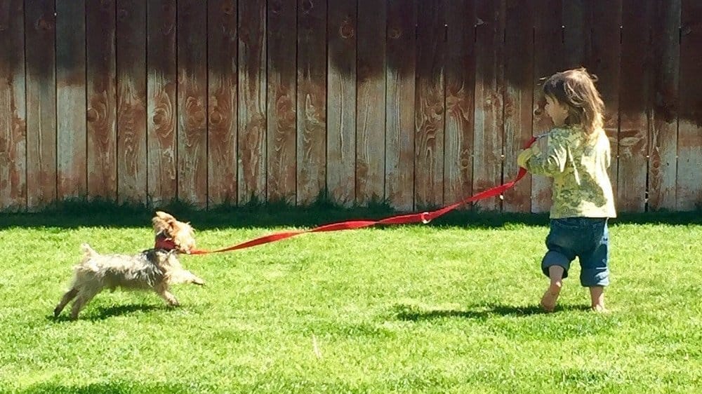 yorkie getting exercise to keep from barking