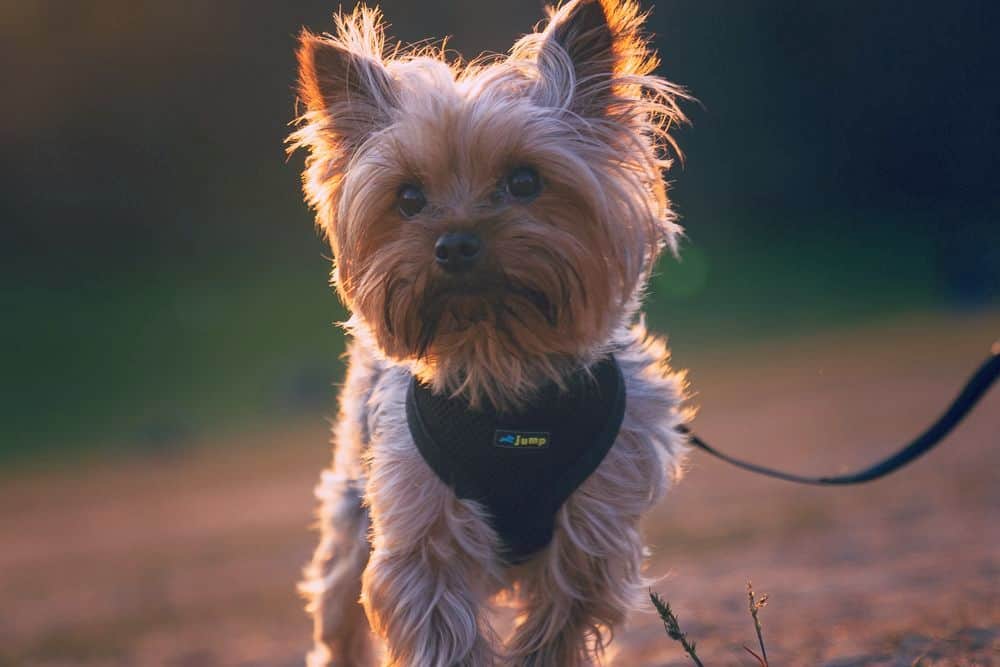 yorkie getting exercise