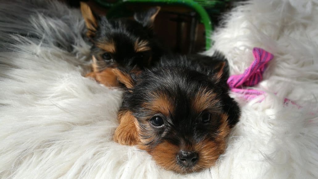 Yorkie puppies after crate training