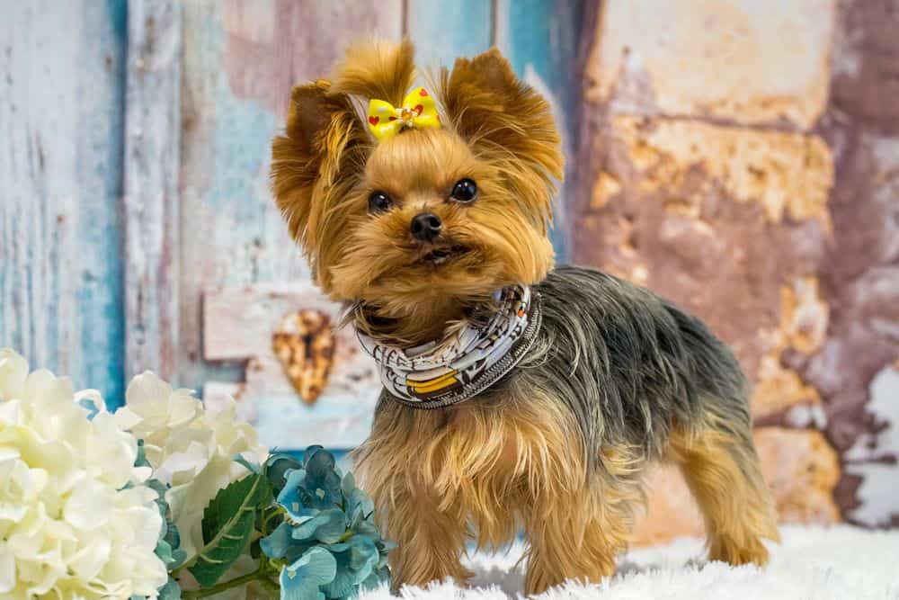 yorkie with hair tie