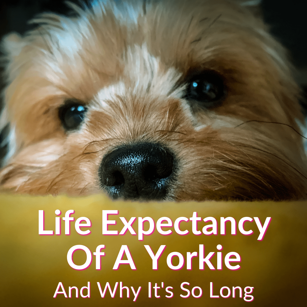 Life Expectancy Of A Yorkie