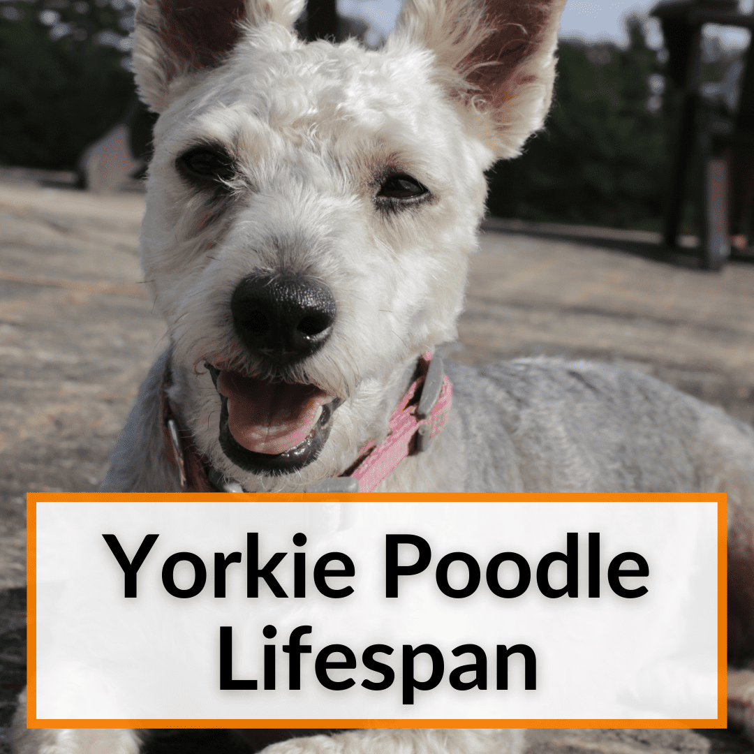 Yorkie Poodle Lifespan