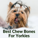 Best Chew Bones For Yorkies