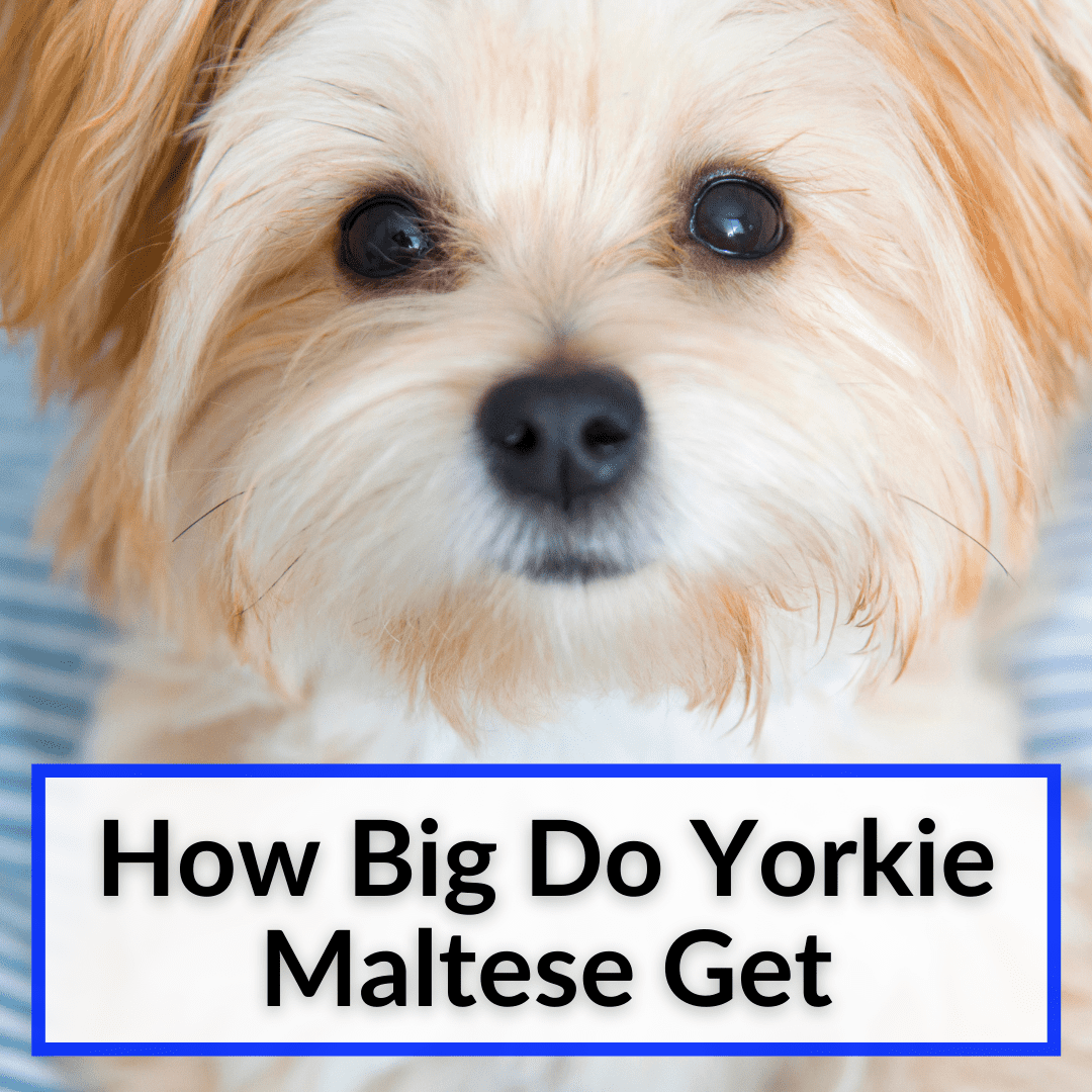 How Big Do Yorkie Maltese Get