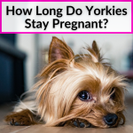 How Long Do Yorkies Stay Pregnant