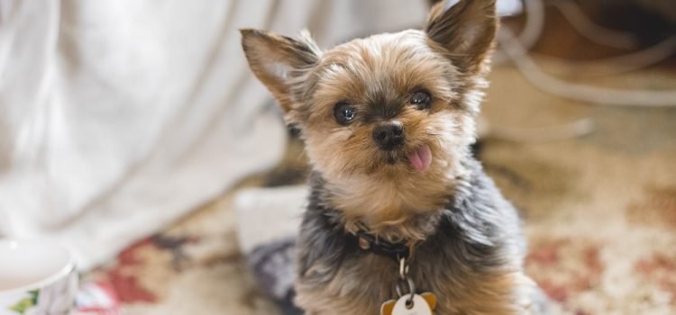 selling yorkie puppies