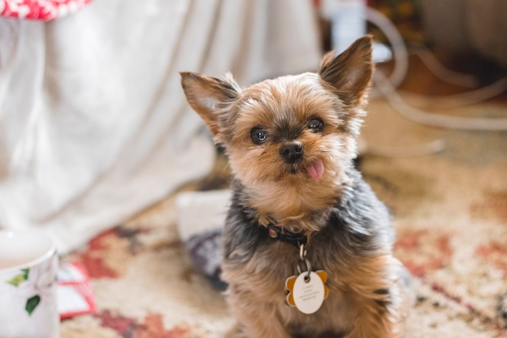 How Much Are Teacup Yorkies? (Puppies And Adults)