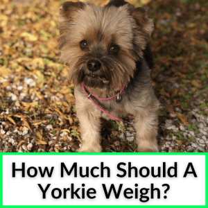 How Much Should A Yorkie Weigh