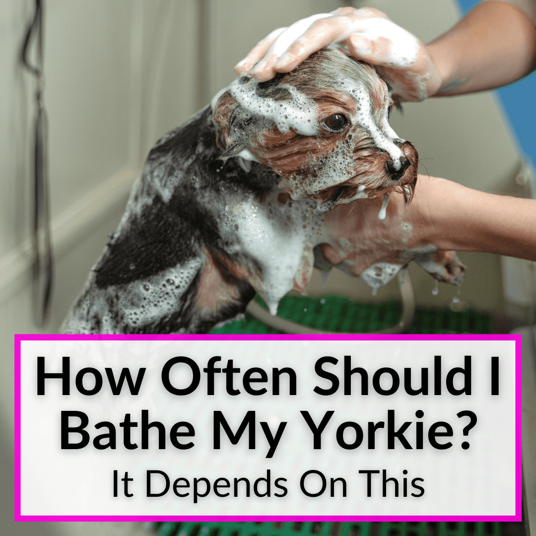 how often can i shower my yorkie