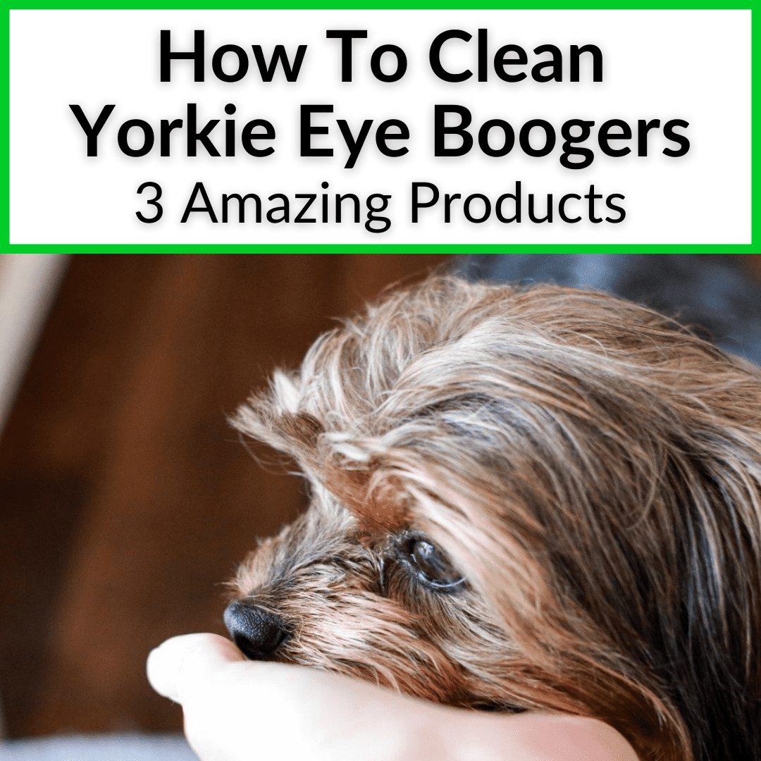 How To Clean Yorkie Eye Boogers