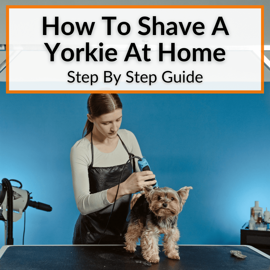 How To Shave A Yorkie At Home