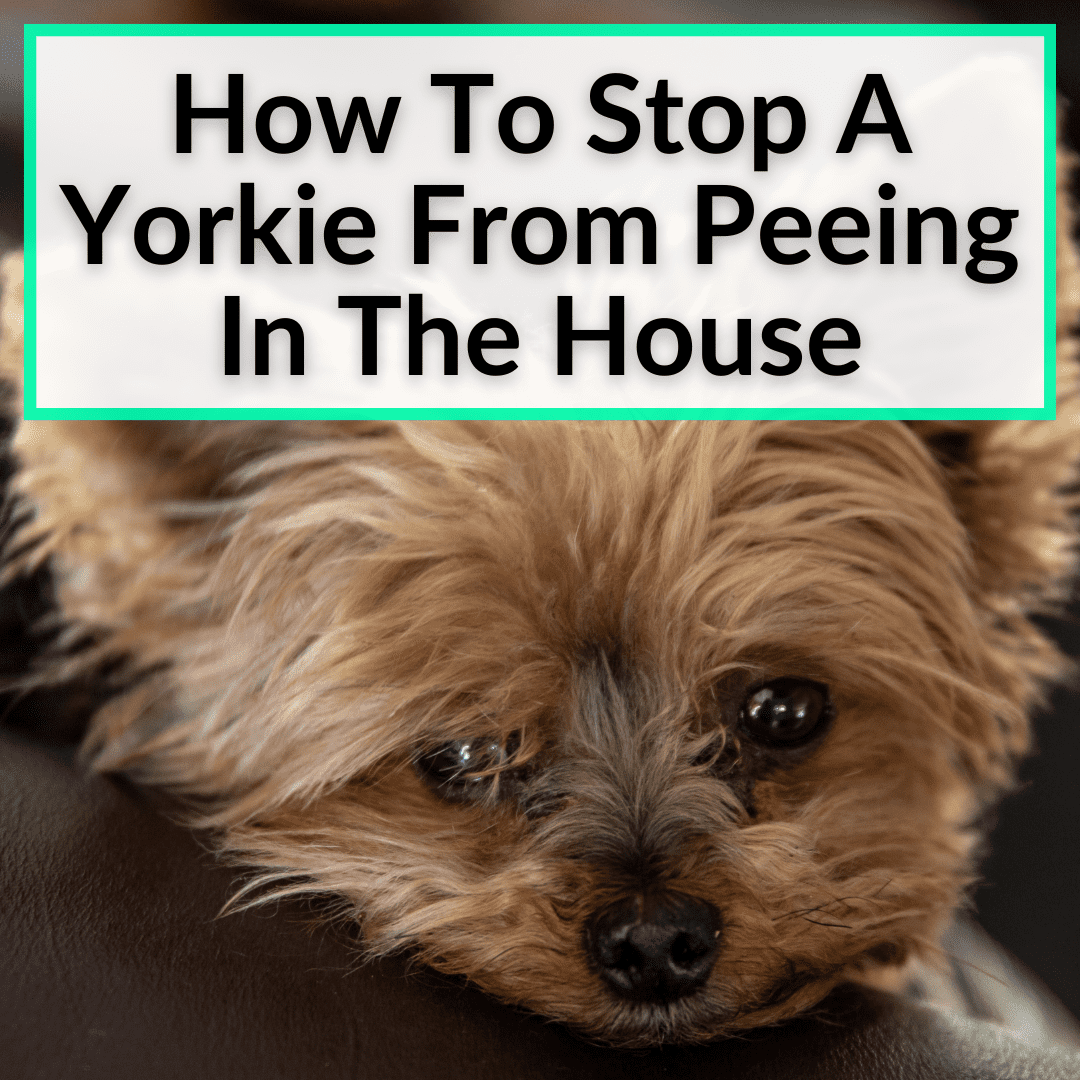 How To Stop A Yorkie From Peeing In The House