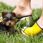 How To Train Your Yorkie To Stay In The Yard