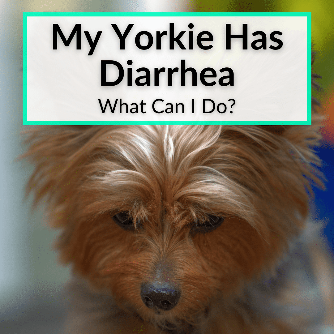 My Yorkie Has Diarrhea What Can I Do