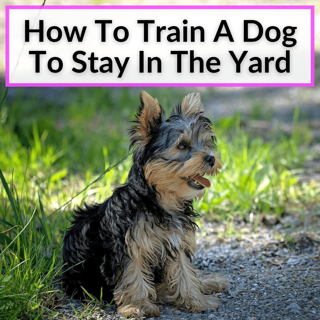 How To Train A Dog To Stay In The Yard