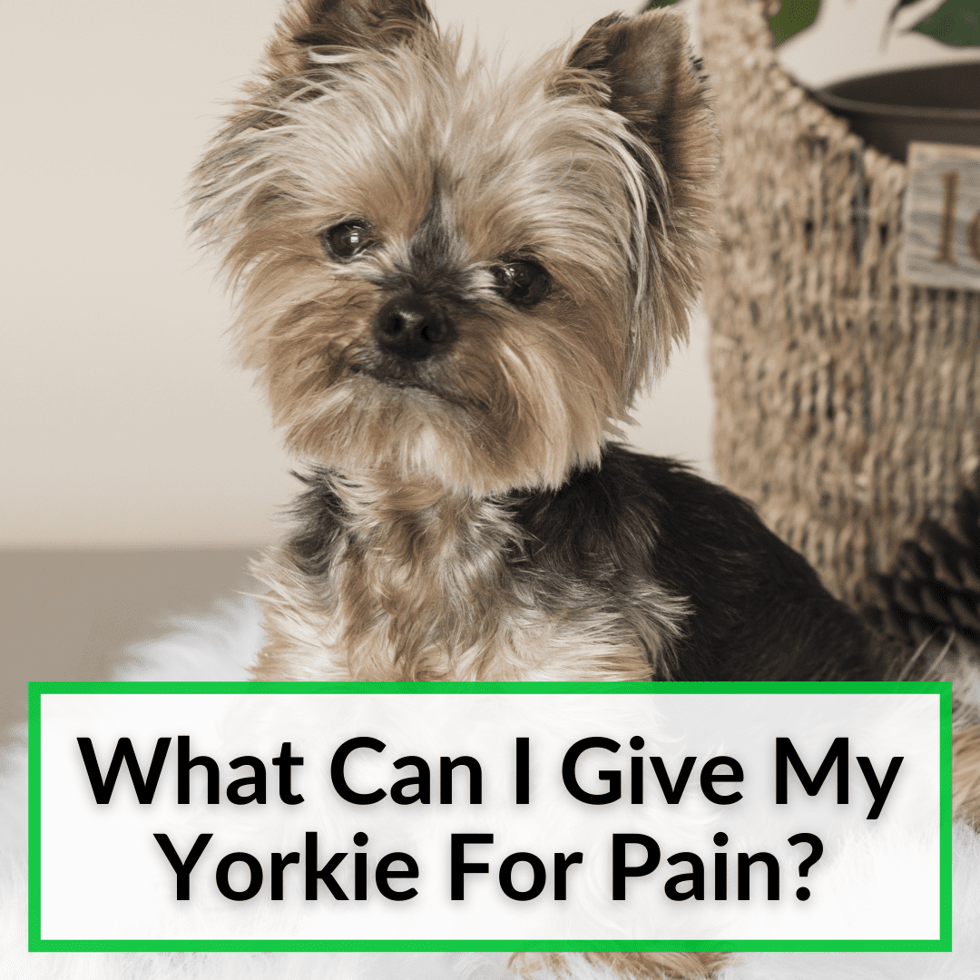 What Can I Give My Yorkie For Pain