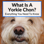 What Is A Yorkie Chon