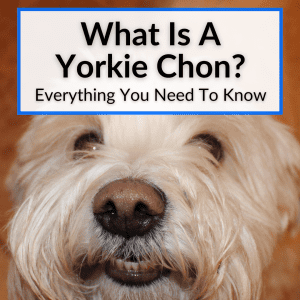 What Is A Yorkie Chon