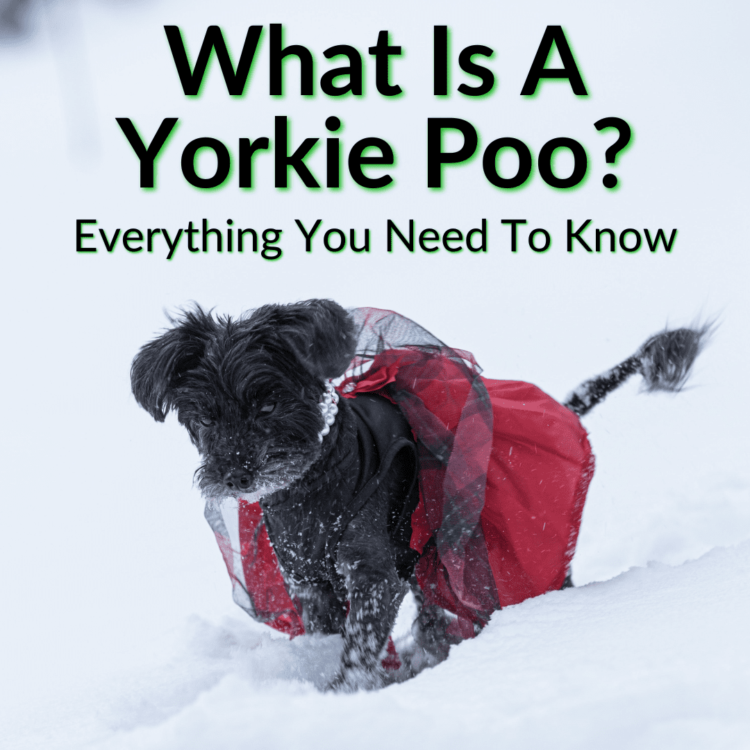 Is A Yorkie Poo A Good Family Dog
