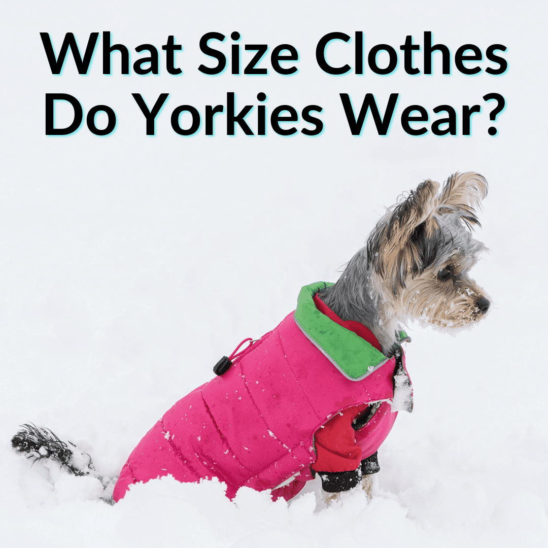 What Size Clothes Do Yorkies Wear