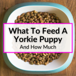 What To Feed A Yorkie Puppy
