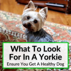 What To Look For In A Yorkie