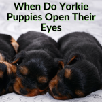 When Do Yorkie Puppies Open Their Eyes