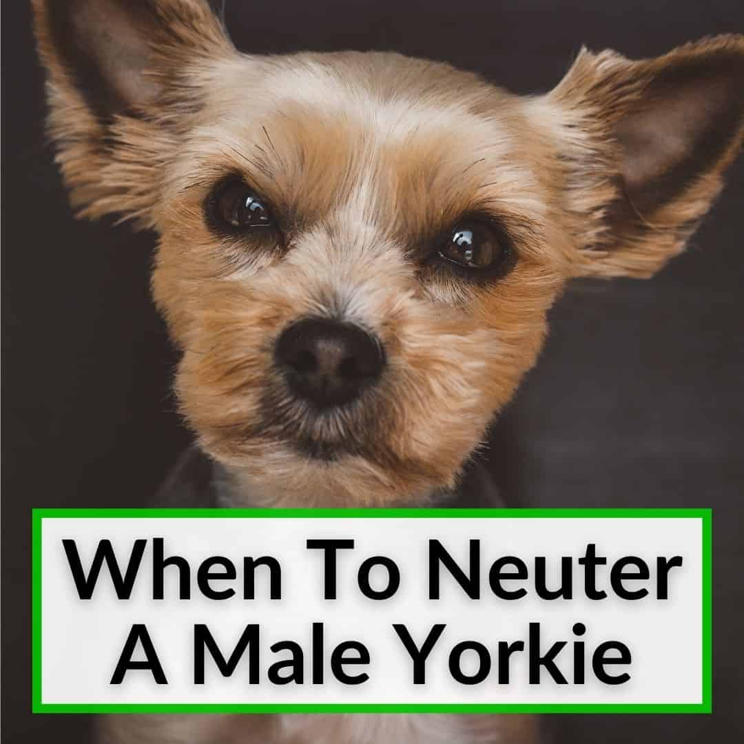 When To Neuter A Yorkie Male