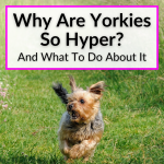Why Are Yorkies So Hyper
