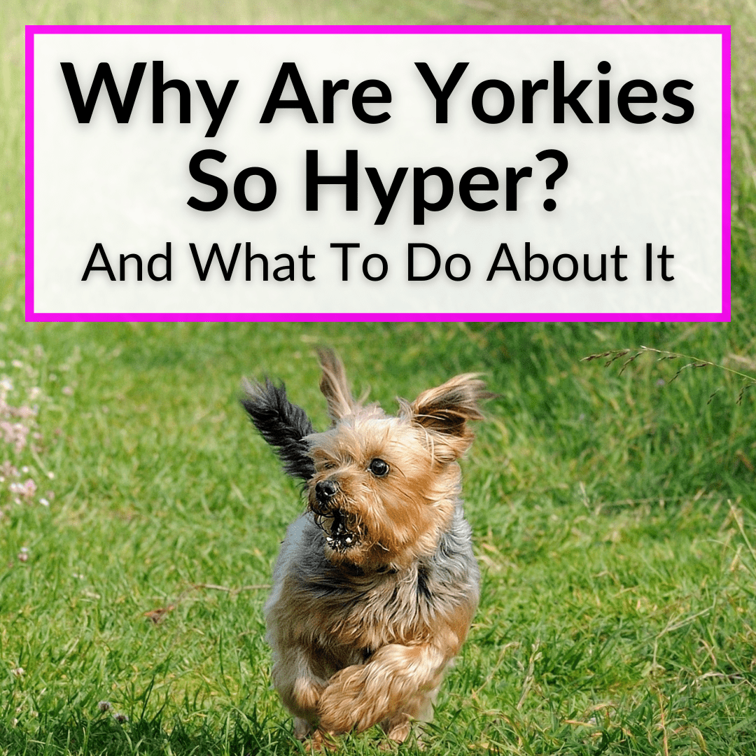 yorkie ate chocolate