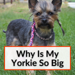 Why Is My Yorkie So Big